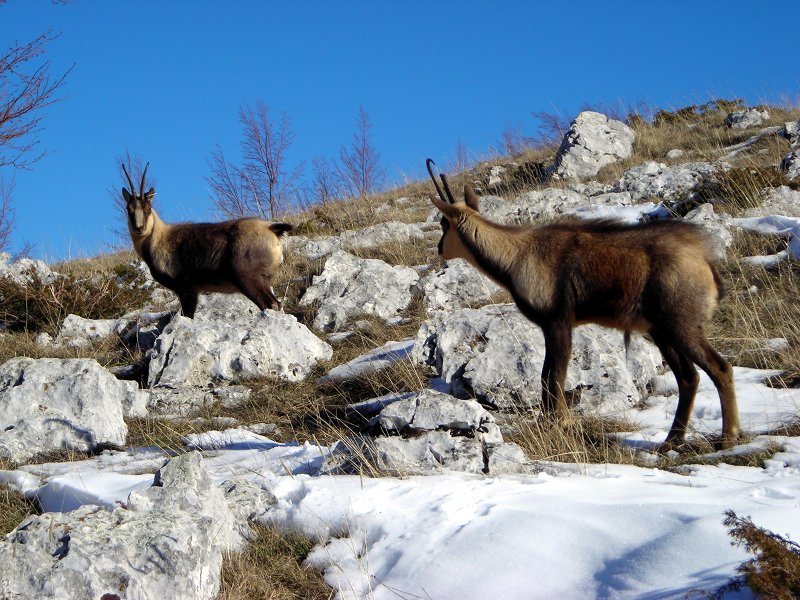 Associazioni chiedono l'intervento del Ministro dell'Ambiente, sulla riperimetrazione del Parco regionale del Sirente Velino